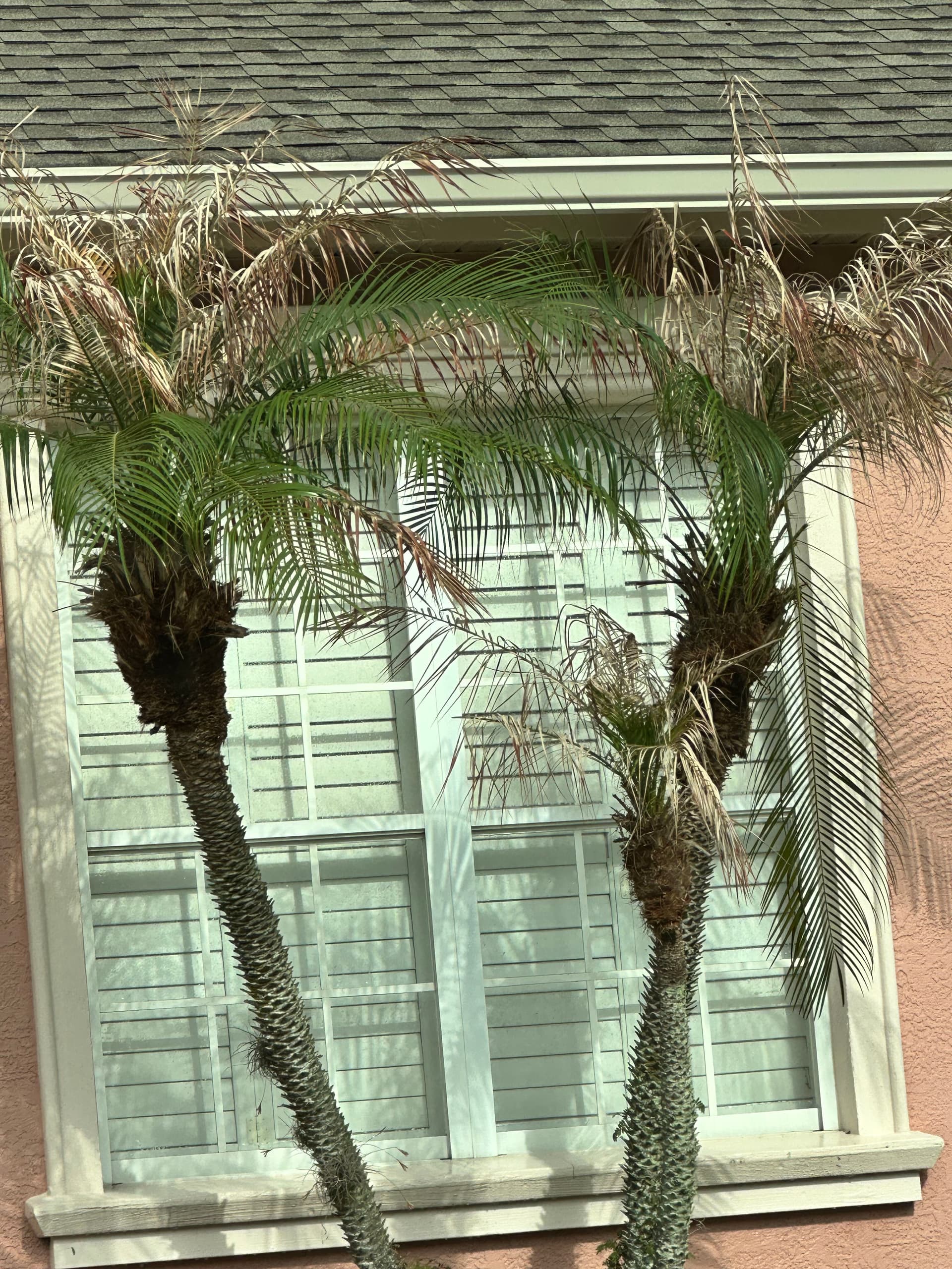Lakeland Window Cleaning Brings Clarity Amid Tropical Landscapes image